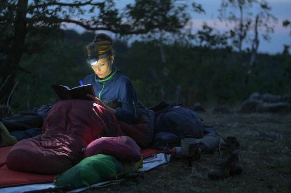 Comment organiser un camping pour observer les papillons nocturnes en forêt?